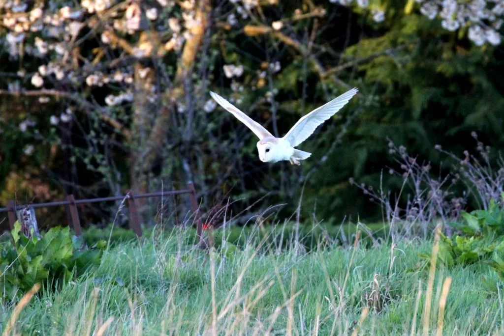 Owl-1200-1-1024x684.jpg